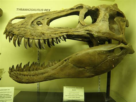 Nanotyrannus lancensis "Jane" skull; cast replica; original found in ...