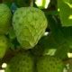 Custard Apple seeds, Cherimoya for sale