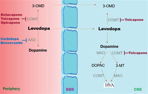 Are There Benefits in Adding Catechol-O Methyltransferase Inhibitors in the Pharmacotherapy of ...