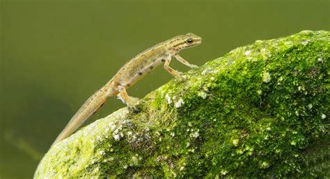 British Newts: A guide to the three main species of newt in the UK