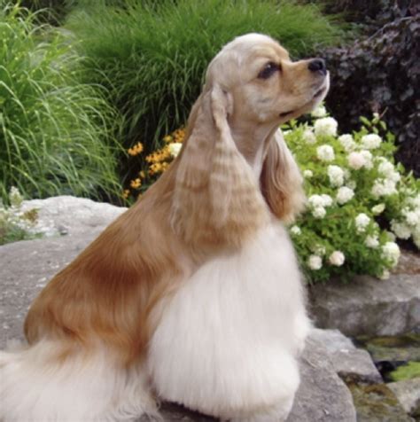 The Cocker Spaniel Haircut: A Guide to Grooming & Styling [With Photos] - Rocky Kanaka