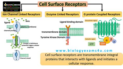 3 Types of cell Surface Receptors