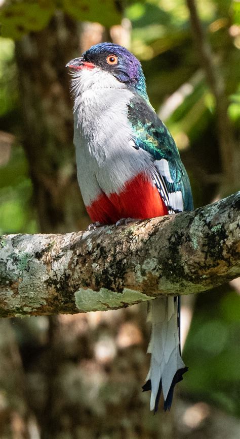 Cuban Trogon | Passerine | Colorful Bird