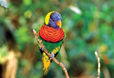 Lorikeet | Rainbow, Nectar-Feeding, Parrot | Britannica