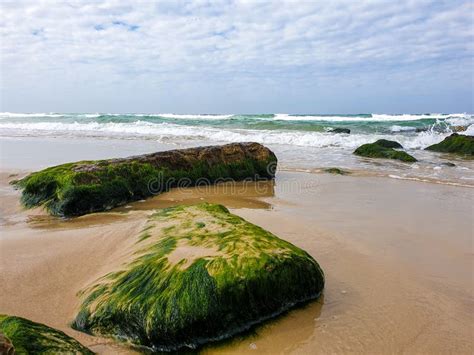 Seashore Rocks with Moss on Sea Sand Stock Image - Image of moss, seashore: 173687921