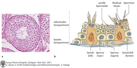 Anatomische Grundlagen – Endokrinologie und Stoffwechsel: PolyBook