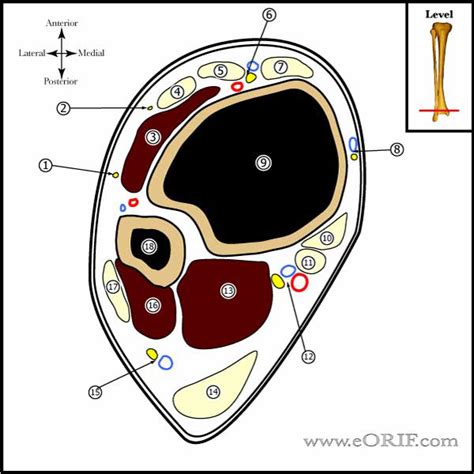 Origin And Insertion Of The Anterior Talofibular Ligament - prosrey