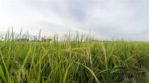 Timelapse view ripe rice paddy field 9104512 Stock Video at Vecteezy