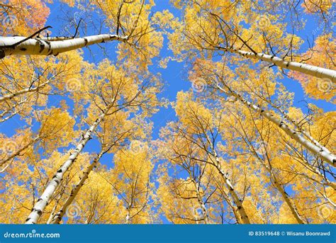 Aspen Tree Fall Foliage Color in Colorado Stock Photo - Image of forest, mountain: 83519648