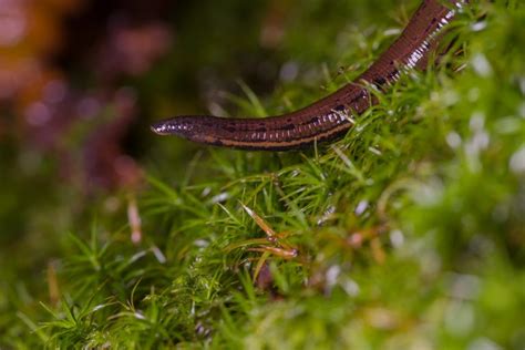 Medicinal Leech - Freshwater Habitats TrustFreshwater Habitats Trust