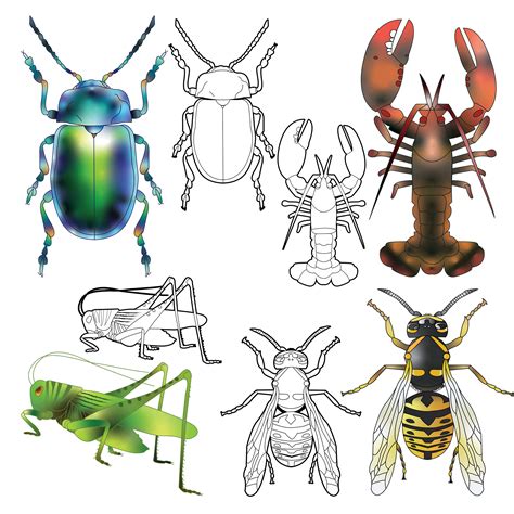 Invertebrate Animals Clip Art - color and outlines - Clip Art Library