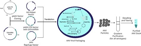 Adeno-Associated Virus (AAV) Custom Production Servce – Vector Biolabs