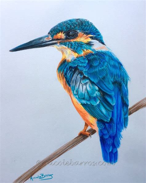 Kingfisher PRINT Coloured Pencil Drawing Bird Wildlife | Etsy