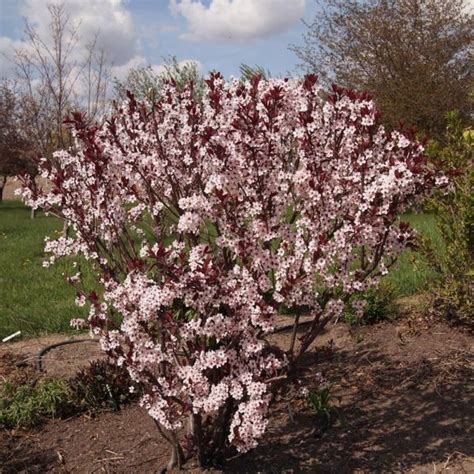 Sand Cherry | Star Nursery Garden and Rock Centers