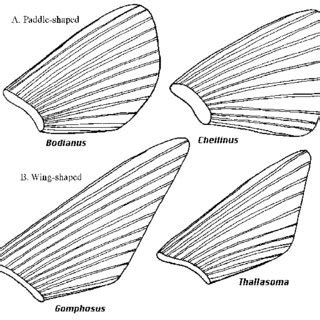 Diversity of pectoral fin shapes. (A) Broad, paddle shaped fins. (B)... | Download Scientific ...