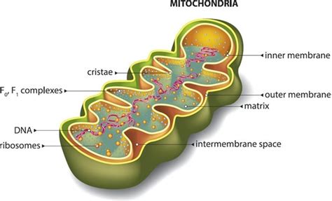 What Is Mitochondria