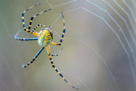 Macro Photography of Brown Spider on Web · Free Stock Photo