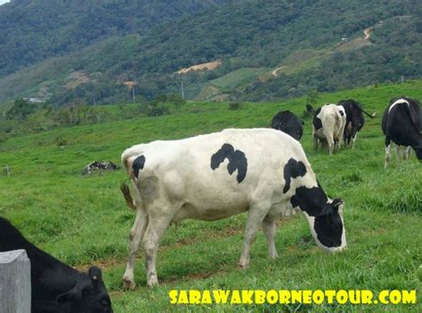 Desa Dairy Farm Entrance Fee - WarrenewaHart