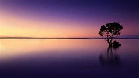 Free Stock Photo of Serene Landscape - Isolated Tree Reflected on Lake ...