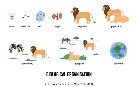 10,663 Biological organization Images, Stock Photos & Vectors | Shutterstock