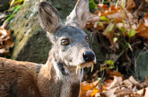 A Fanged Deer at Risk - WCS.org