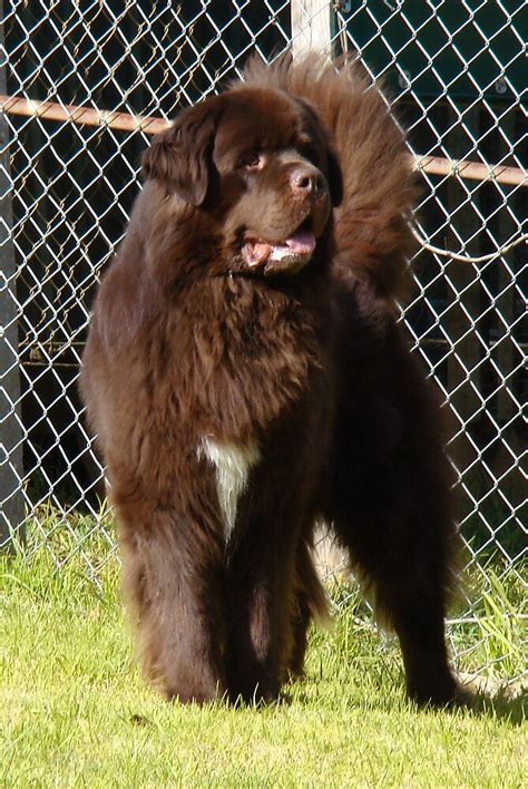 "Brown newfoundland" by meganboundy | Redbubble