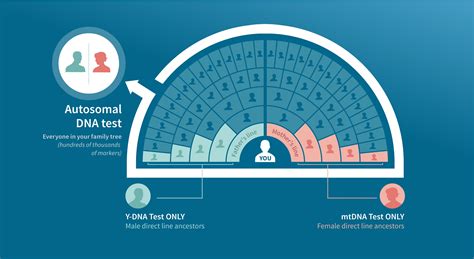 Autosomal DNA Testing | AncestryDNA® Learning Hub