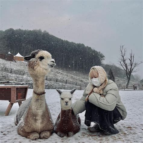 Winter activities in South Korea under $100 for your next getaway