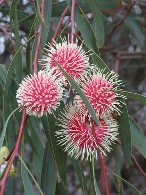 Hakea laurina – Muchea Tree Farm