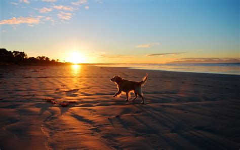 Dogs on the Beach Wallpaper - WallpaperSafari