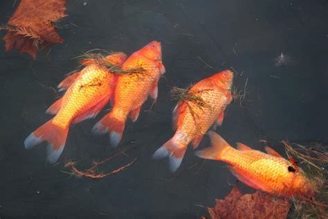 More than 100 dead goldfish found floating in Forest Park's Grand Basin ...