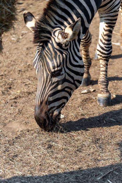 Premium Photo | Closeup zebra