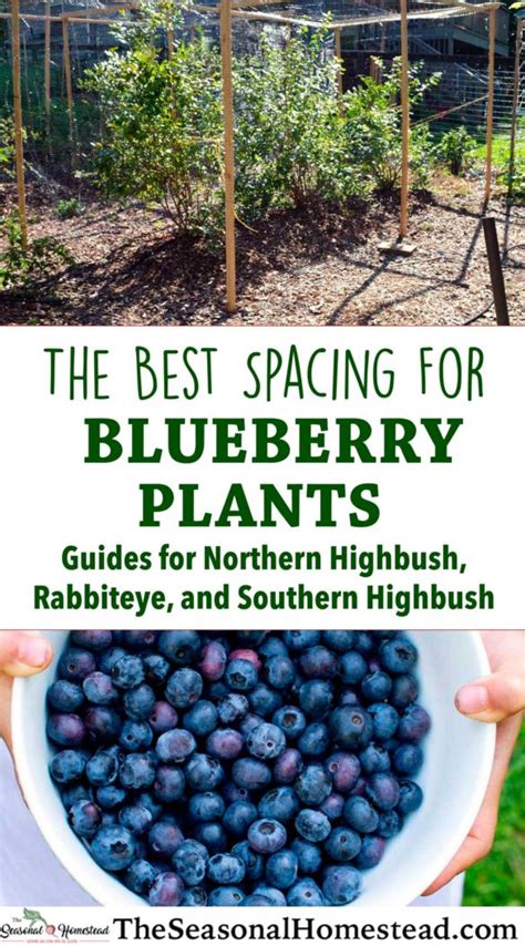 The Best Blueberry Plant Spacing for Your Garden - The Seasonal Homestead