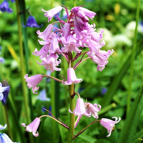 Pretty Spanish Bluebells (Hyacinthoides) Bulbs for Sale | Pink – Easy To Grow Bulbs