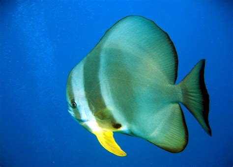 Teira batfish (Platax teira)