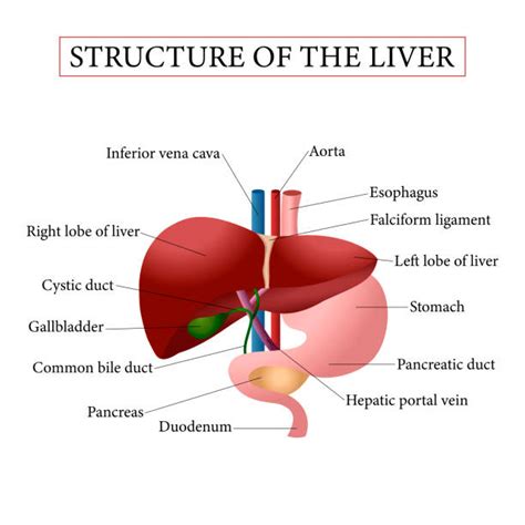 Liver Diagram Labeled Liver Anatomy Labeled Diagram Stock | Porn Sex ...