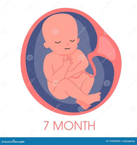 Embryo in Womb Seventh Month. Fetal Development and Growth during Stock Vector - Illustration of ...