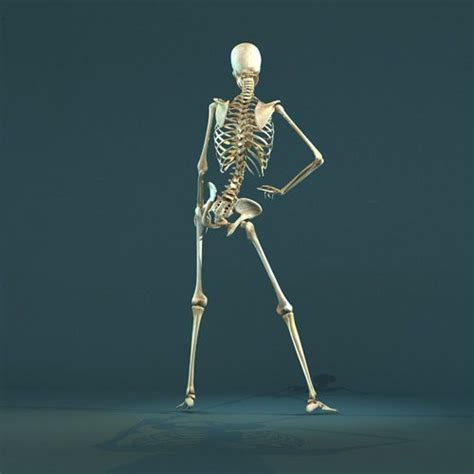 Skeleton ha ha ha! Skeletons are so funny! | Skeleton anatomy, Human body drawing, Anatomy bones