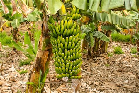 Profitable Banana Farming Business; Know Cost & Profit Details