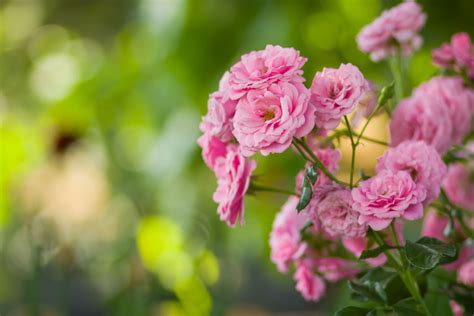 Growing Pink Roses – What Are The Best Types Of Pink Rose Bushes