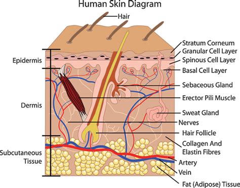 Describe the Structure and Function of the Skin - MakenaoiArellano