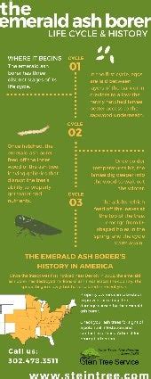 The Emerald Ash Borer Life Cycle and History