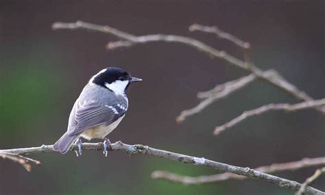 Wildlife in Cornwall: Early Morning Birds!!