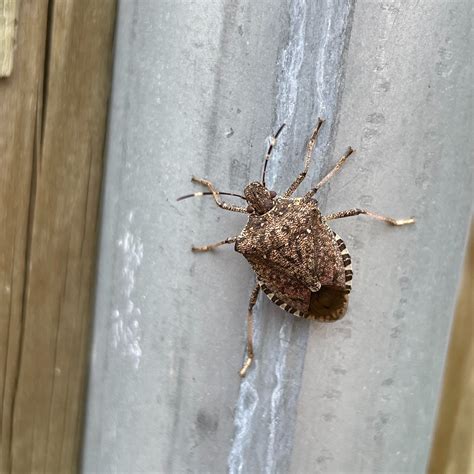 Kissing Bug VS Stink Bug: What’s The Difference? | Twin Boro