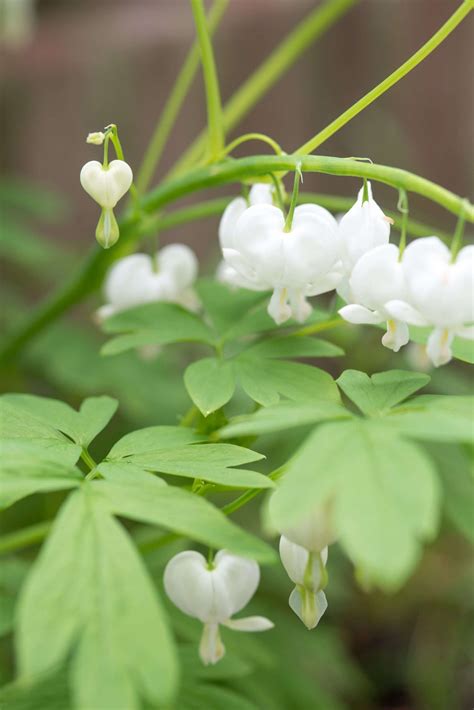 Shade plants: great for a green and well-drained garden - Perennial Power