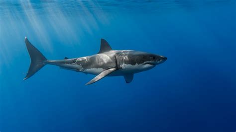 Shark Wallpapers (31 images) - WallpaperCosmos