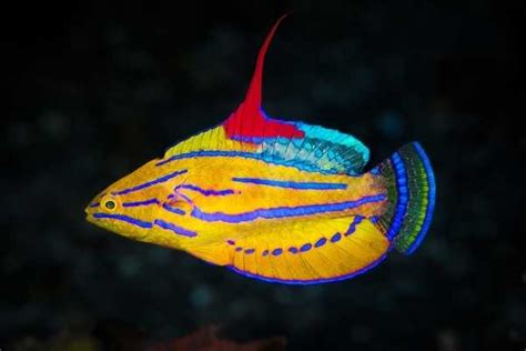 15 Most colorful saltwater fish for an aquarium