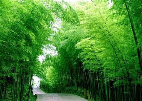 Chinese tourists visit the vast bamboo forest in the ‘Flying Daggers’ – balochinatravel