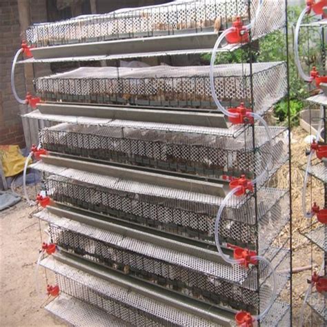 For Free Quail cage design philippines ~ Chicken have a coop