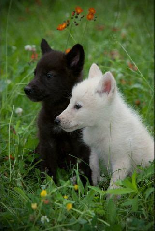 Cutest little black and white wolf cubs.. aww! | Baby animals, Baby wolves, Cute animals